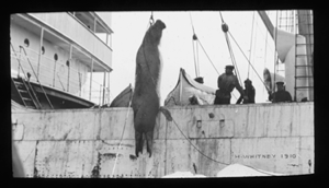 Image of Walrus hoisted onto BEOTHIC. Covered boat, 3 men, dog